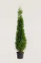 Thuja Smaragd häck Budgetpack i kruka 160-200cm - Ger omedelbar insynsskydd