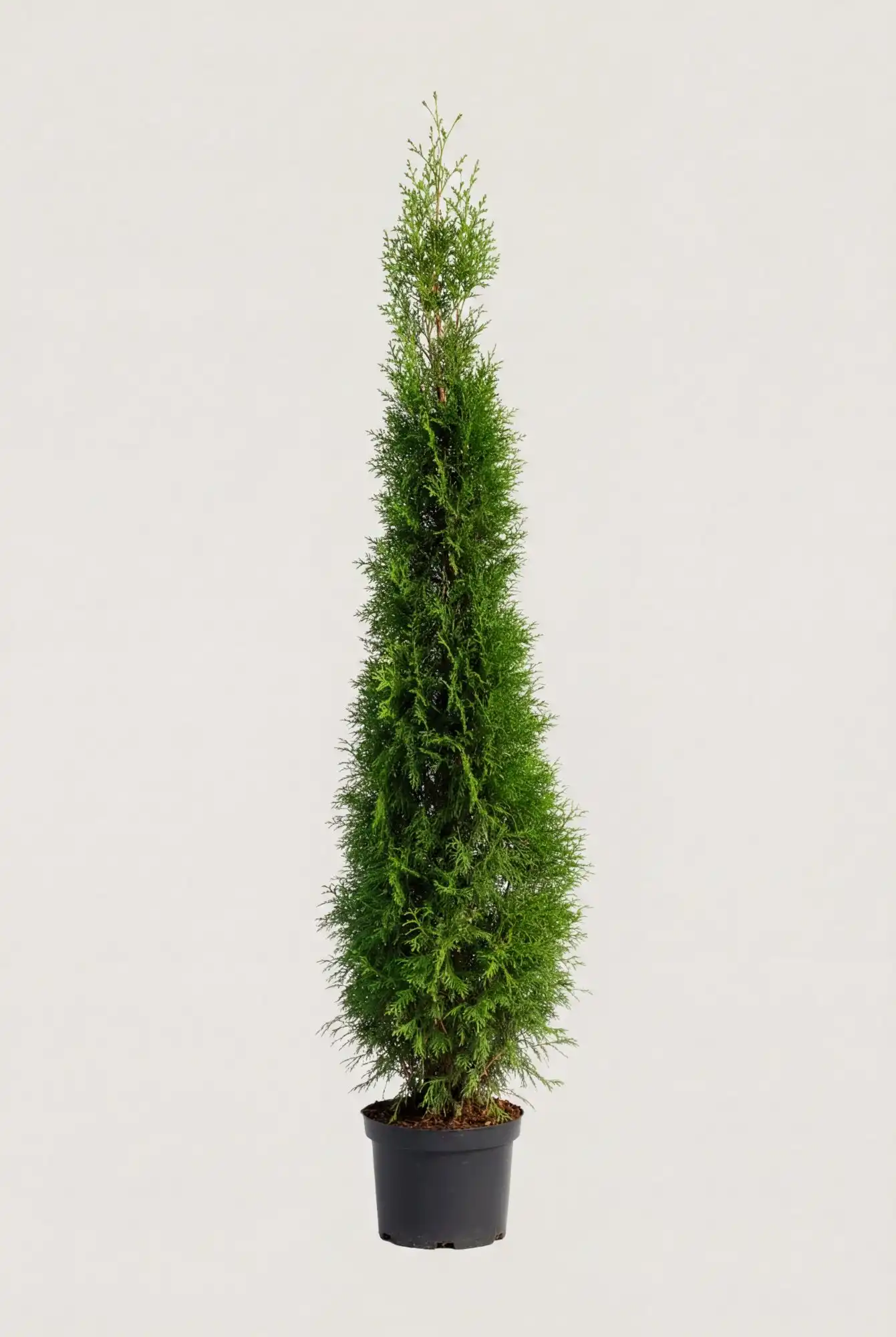Thuja Smaragd häck Budgetpack i kruka 160-200cm - Ger omedelbar insynsskydd