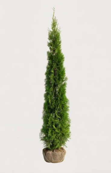 Thuja Smaragd häck Budgetpack med rotklump 160-200cm - Ger omedelbar insynsskydd