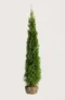 Thuja Smaragd häck Budgetpack med rotklump 160-200cm - Ger omedelbar insynsskydd