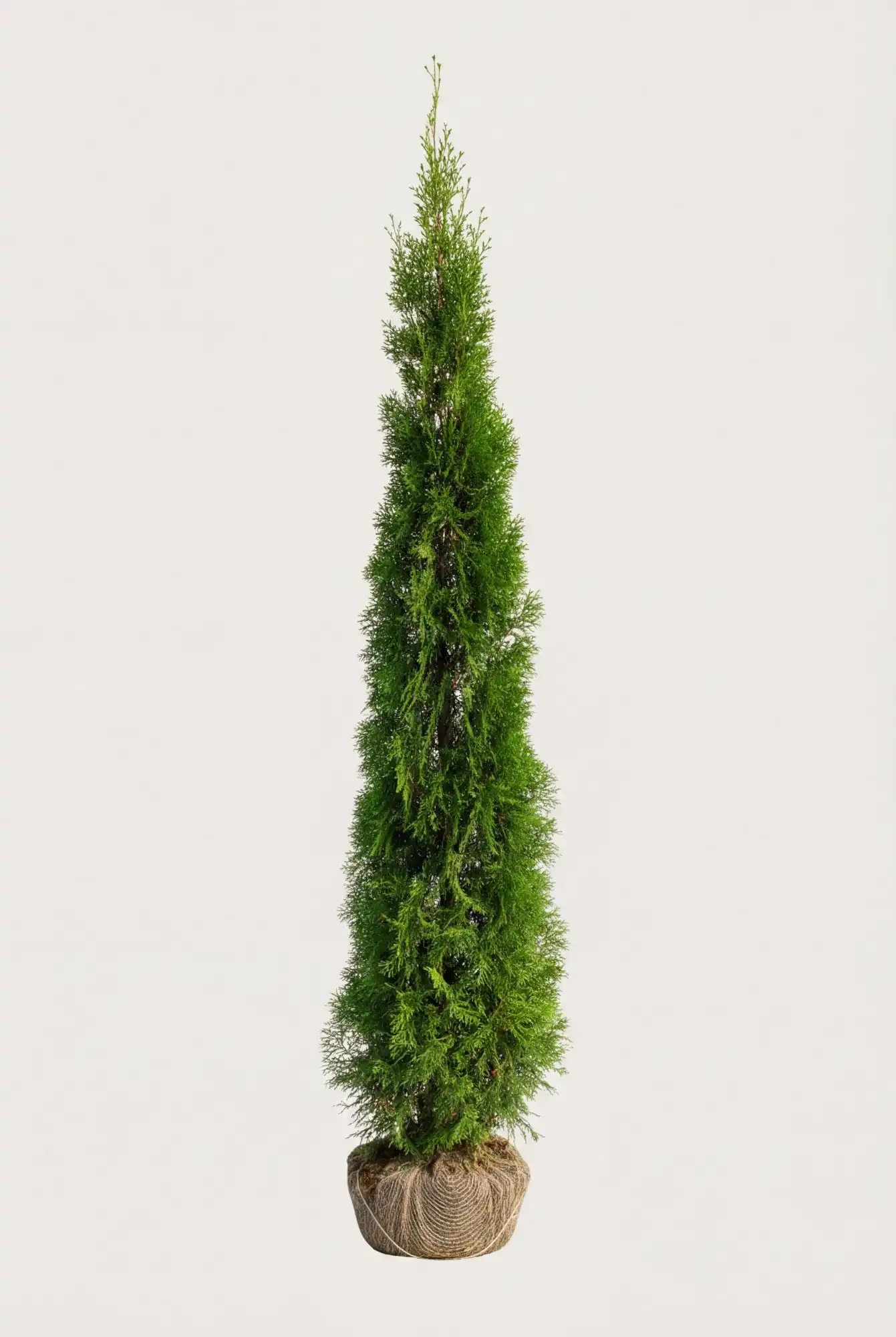 Thuja Smaragd häck Budgetpack med rotklump 160-200cm - Ger omedelbar insynsskydd
