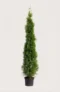 Thuja Smaragd häck Budgetpack i kruka 200-240cm - Ger omedelbar insynsskydd