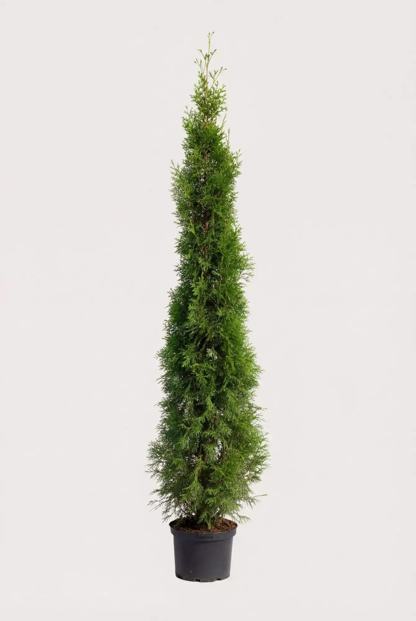 Thuja Smaragd häck Budgetpack i kruka 200-240cm - Ger omedelbar insynsskydd