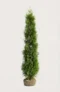 Thuja Smaragd häck Budgetpack med rotklump 200-240cm - Ger omedelbar insynsskydd