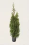 Thuja Smaragd häck Budgetpack i kruka 40-80cm - Ger omedelbar insynsskydd