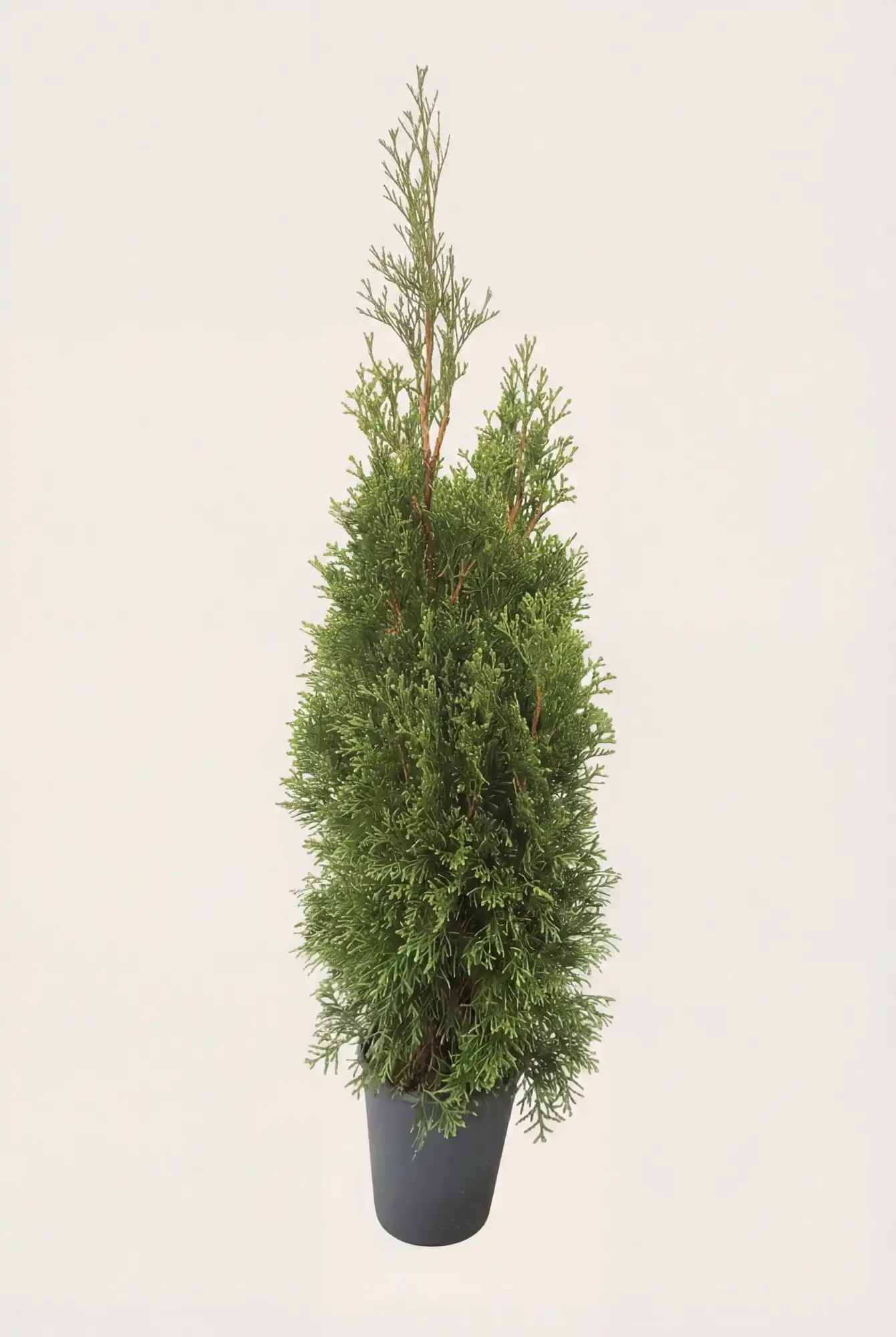 Thuja Smaragd häck Budgetpack i kruka 40-80cm - Ger omedelbar insynsskydd