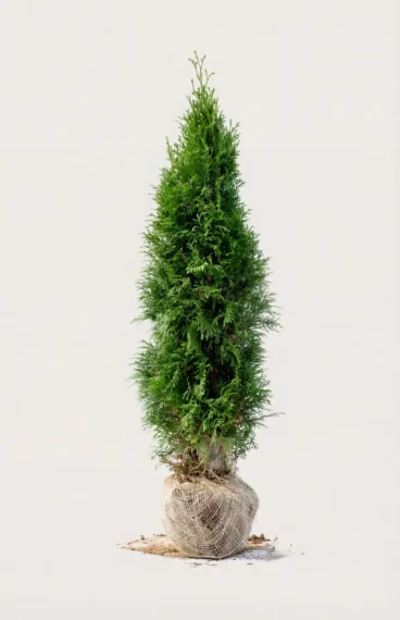 Thuja Smaragd häck Budgetpack med rotklump 40-80cm - Ger omedelbar insynsskydd