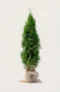 Thuja Smaragd häck Budgetpack med rotklump 40-80cm - Ger omedelbar insynsskydd