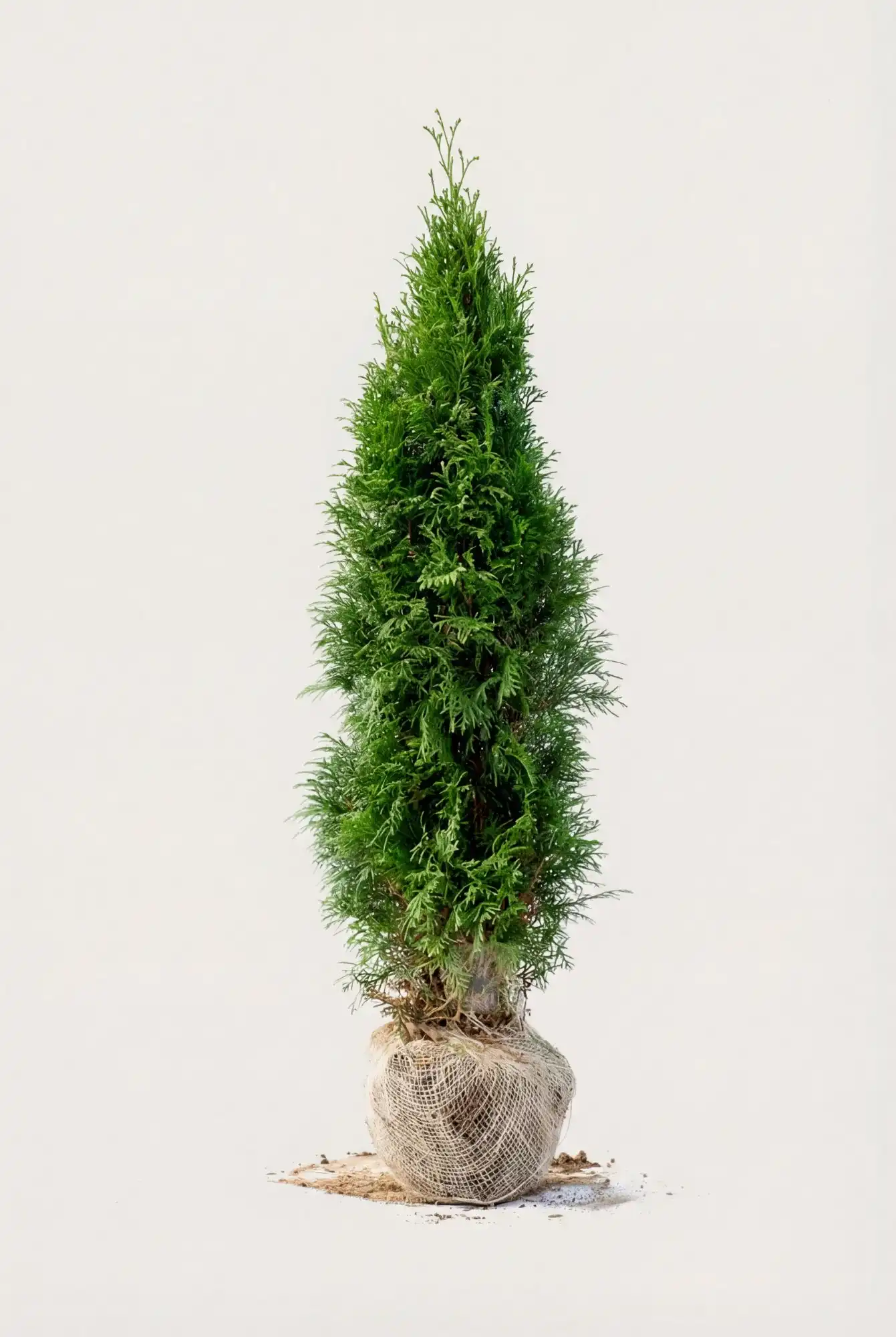 Thuja Smaragd häck Budgetpack med rotklump 40-80cm - Ger omedelbar insynsskydd