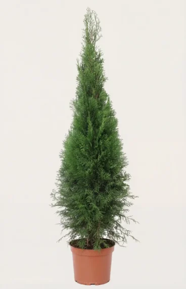 Thuja Smaragd häck Budgetpack i kruka 80-120cm - Ger omedelbar insynsskydd