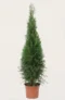 Thuja Smaragd häck Budgetpack i kruka 80-120cm - Ger omedelbar insynsskydd