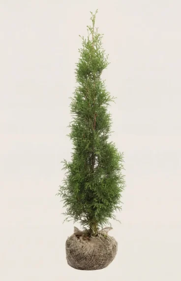Thuja Smaragd häck Budgetpack med rotklump 80-120cm - Ger omedelbar insynsskydd