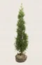 Thuja Smaragd häck Budgetpack med rotklump 80-120cm - Ger omedelbar insynsskydd