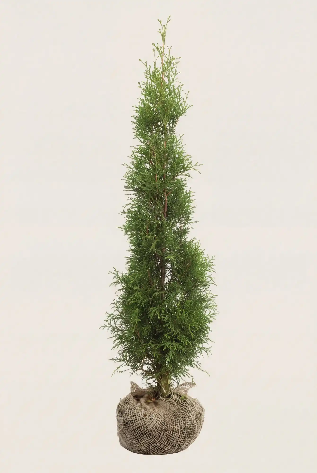 Thuja Smaragd häck Budgetpack med rotklump 80-120cm - Ger omedelbar insynsskydd