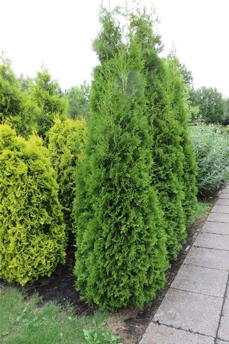 Thuja King of Brabant Kruka 120-160cm - Bild 3