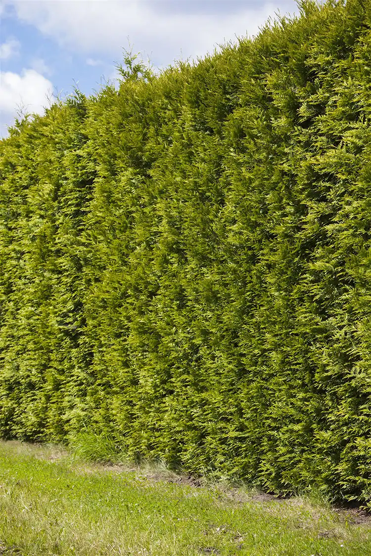 Thuja Smaragd Rotklump 40-80cm - Bild 4