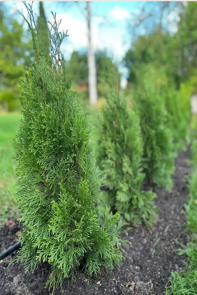 Thuja Smaragd Rotklump 40-80cm - Bild 5