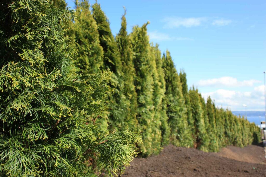 Thuja Smaragd kruka 140cm-180cm 50-pack