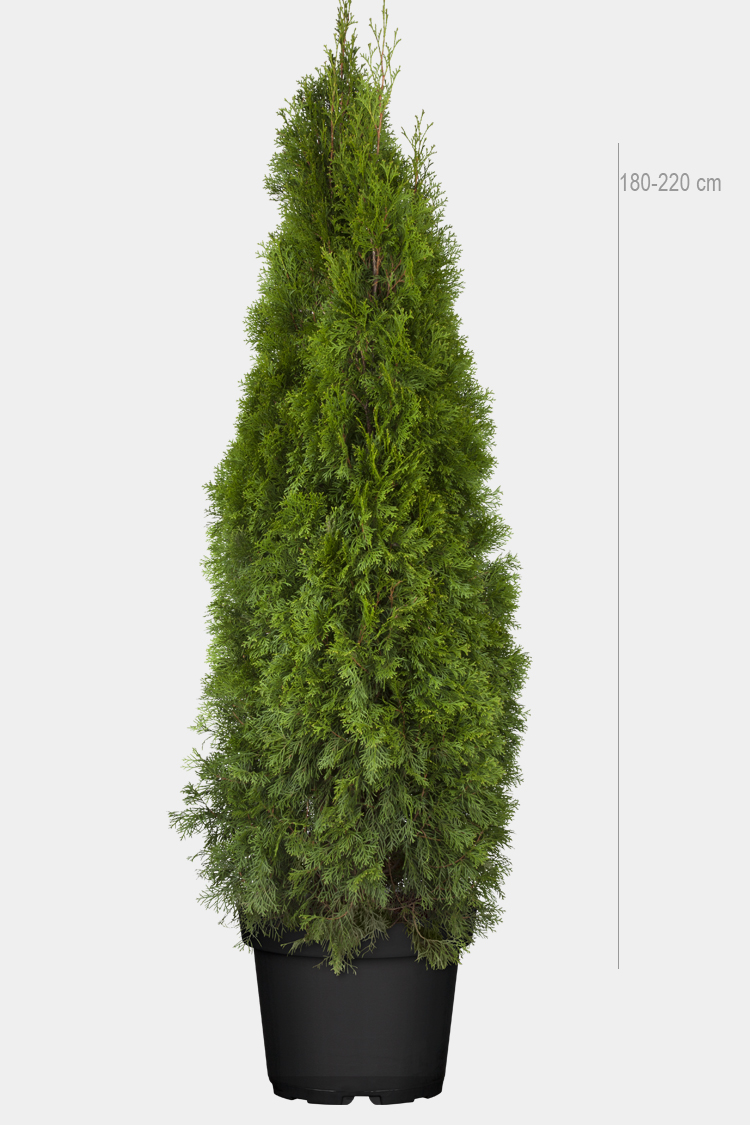 Thuja smaragd Livfull grön året runt Thuja.se