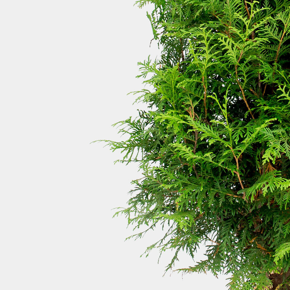 Jättethuja kruka 180-220cm 25-pack
