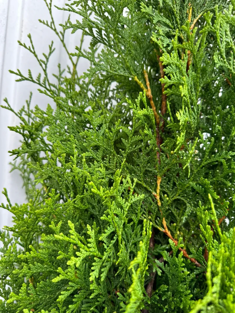 Thuja King of Brabant Kruka 140-180cm Genius Pack - Bild 2