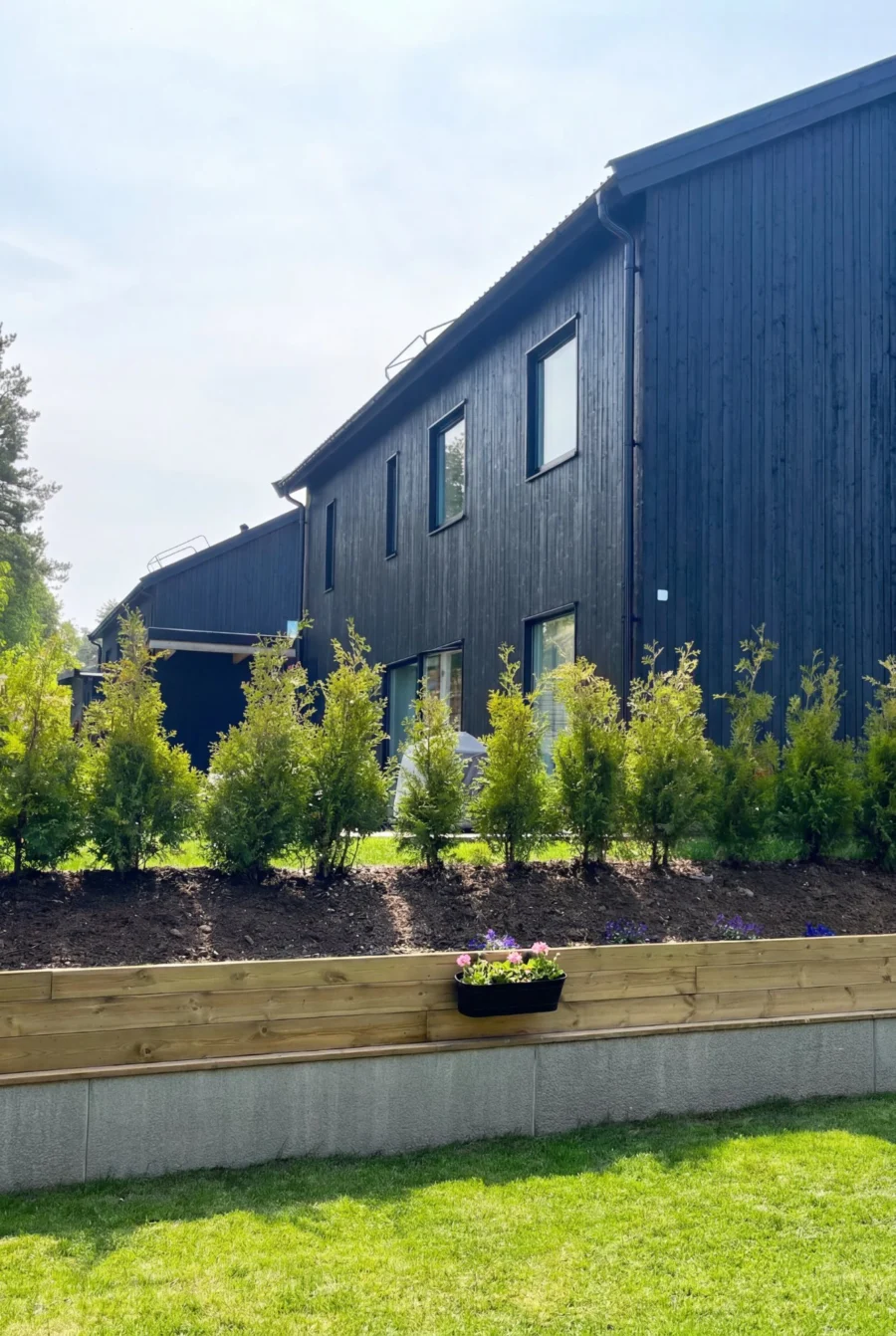 Thuja King of Brabant Rotklump 100-140cm Budget Pack - Bild 3