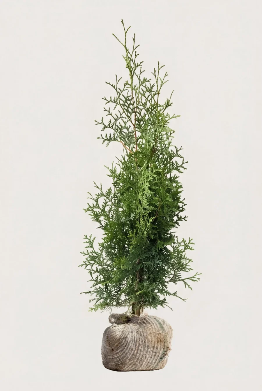Thuja Brabant häck Budget Pack med rotklump 100-140cm - Ger omedelbar insynsskydd