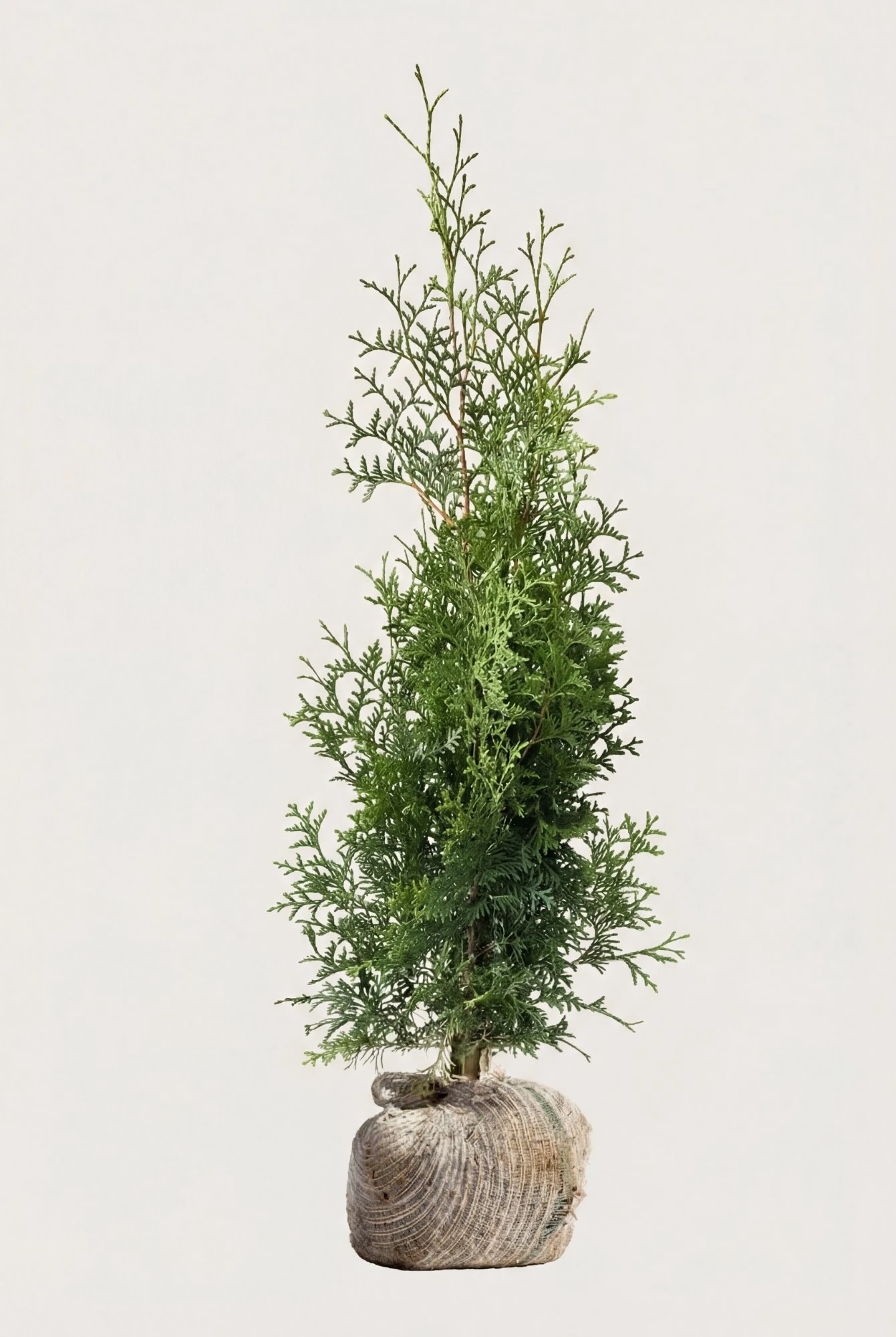 Thuja Brabant häck Budget Pack med rotklump 100-140cm - Ger omedelbar insynsskydd