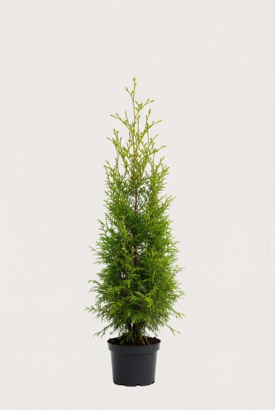 Thuja Brabant häck Budget Pack i kruka 100-140cm - Ger omedelbar insynsskydd