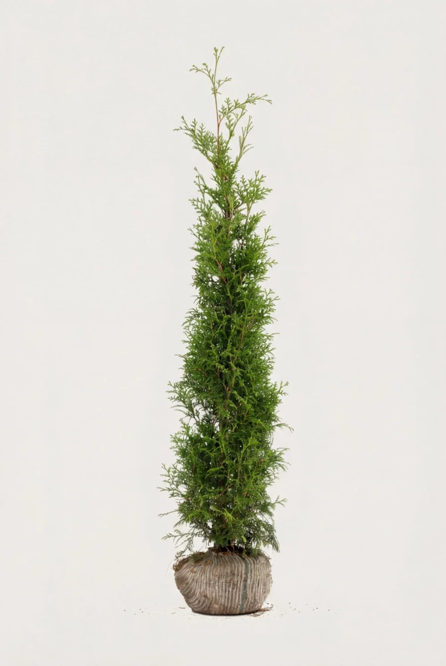 Thuja Brabant häck Budget Pack med rotklump 140-180cm - Ger omedelbar insynsskydd