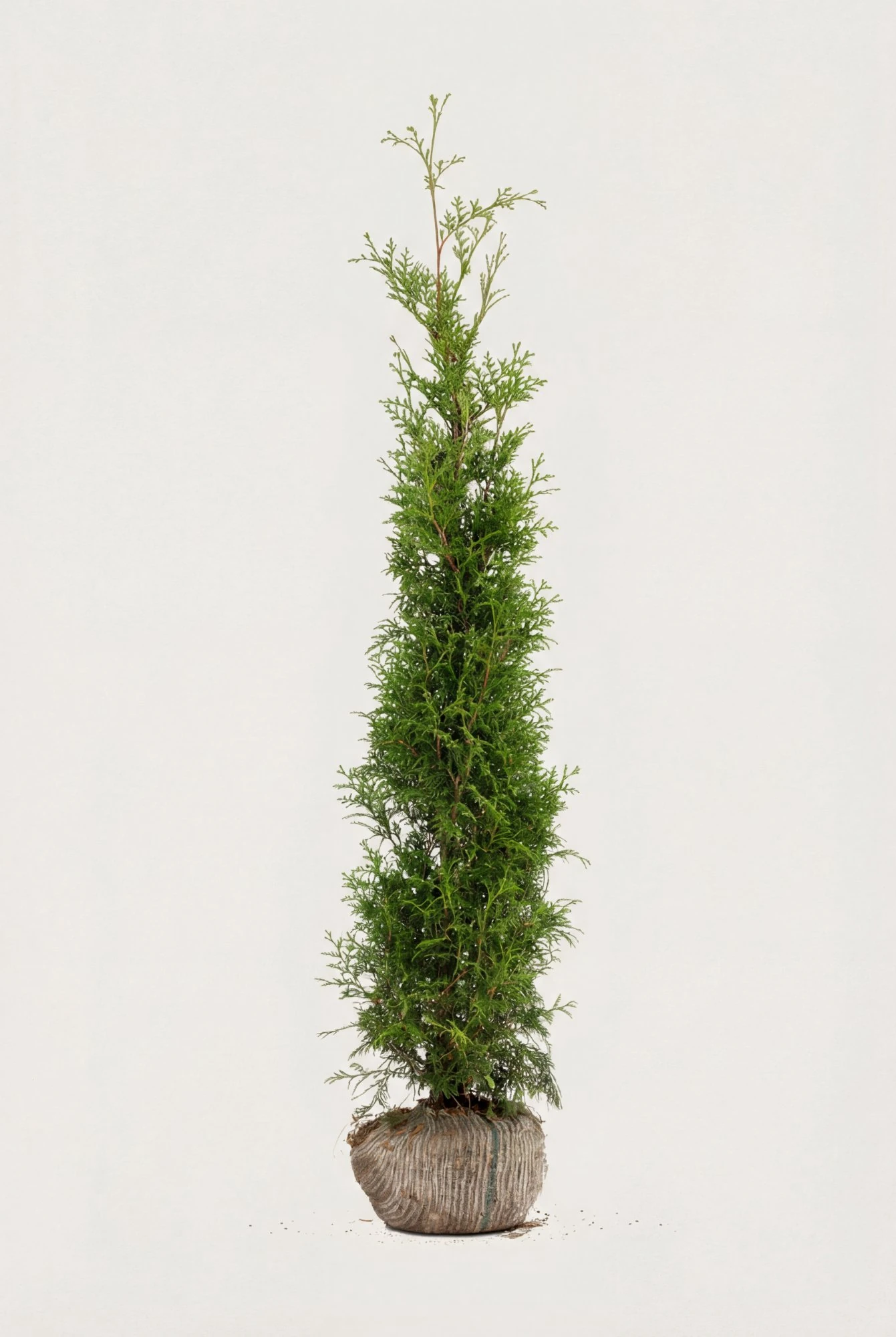 Thuja Brabant häck Budget Pack med rotklump 140-180cm - Ger omedelbar insynsskydd