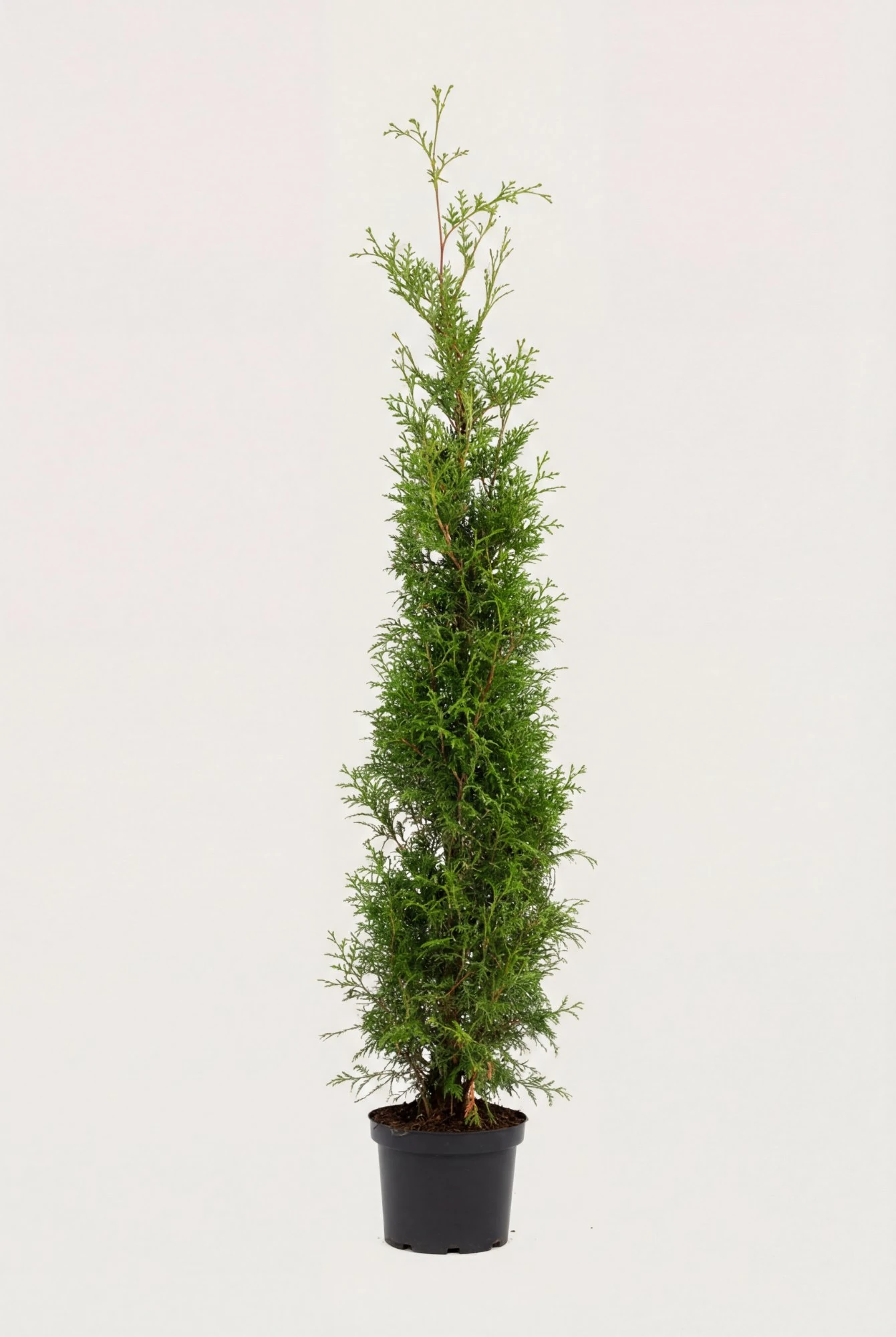 Thuja Brabant häck Budget Pack i kruka 140-180cm - Ger omedelbar insynsskydd
