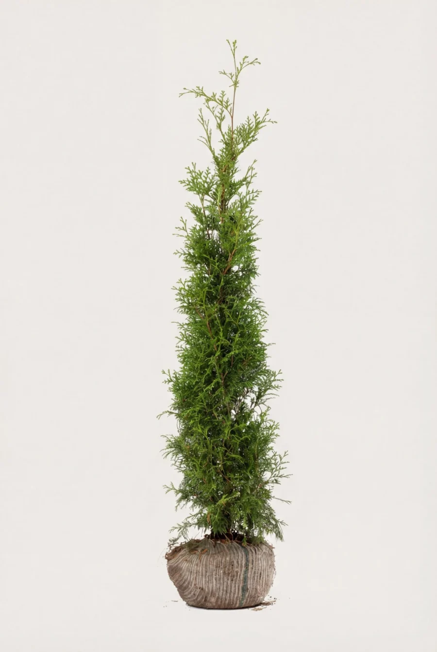 Thuja Brabant häck Budget Pack med rotklump 180-220cm - Ger omedelbar insynsskydd