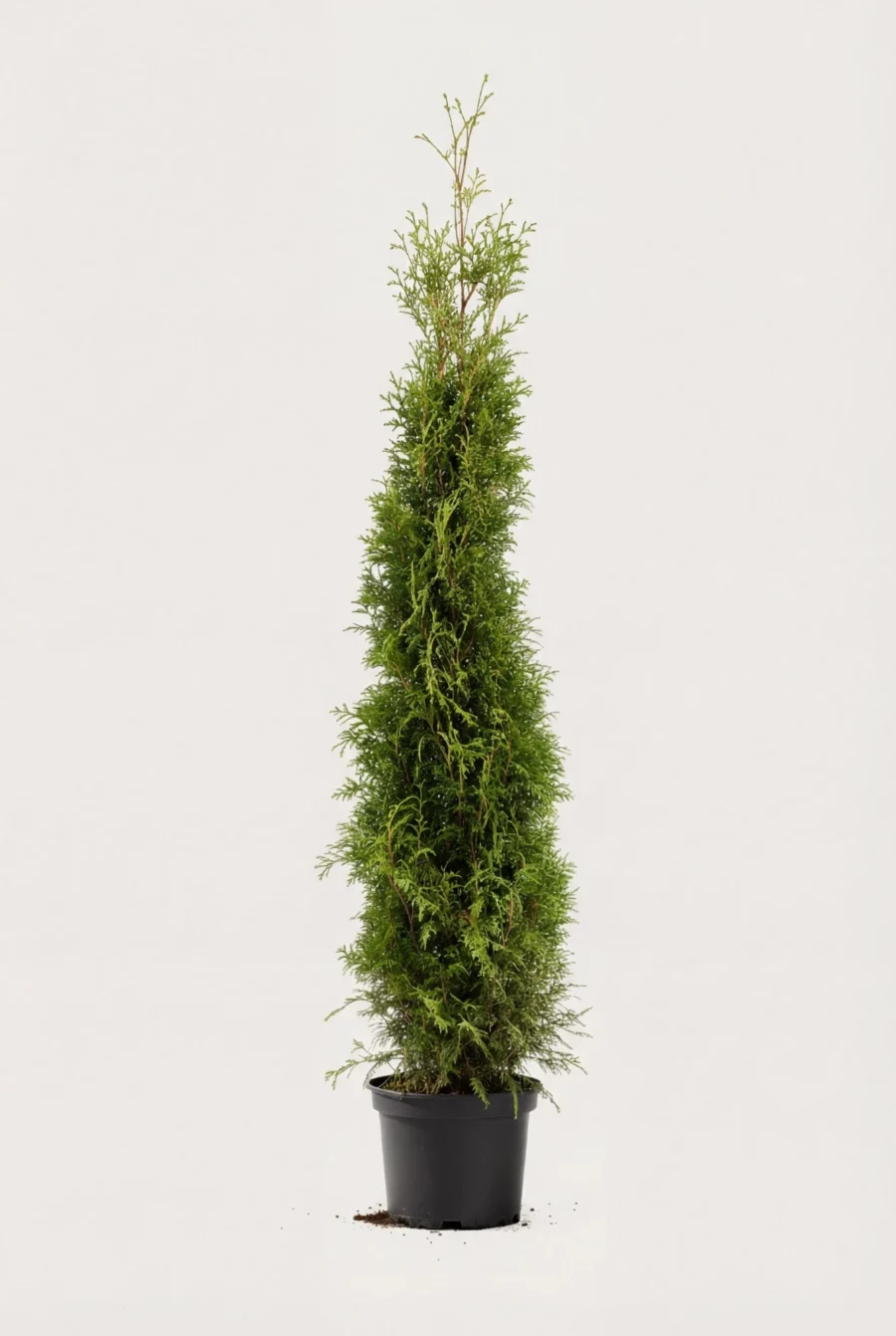 Thuja Brabant häck Budget Pack i kruka 180-220cm - Ger omedelbar insynsskydd