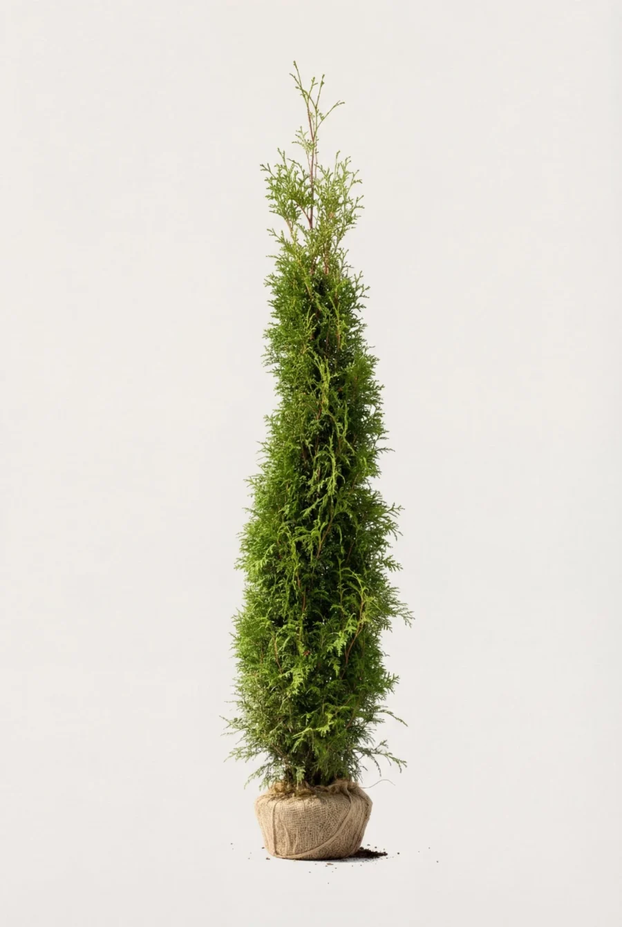Thuja Brabant häck Budget Pack med rotklump 220-260cm - Ger omedelbar insynsskydd
