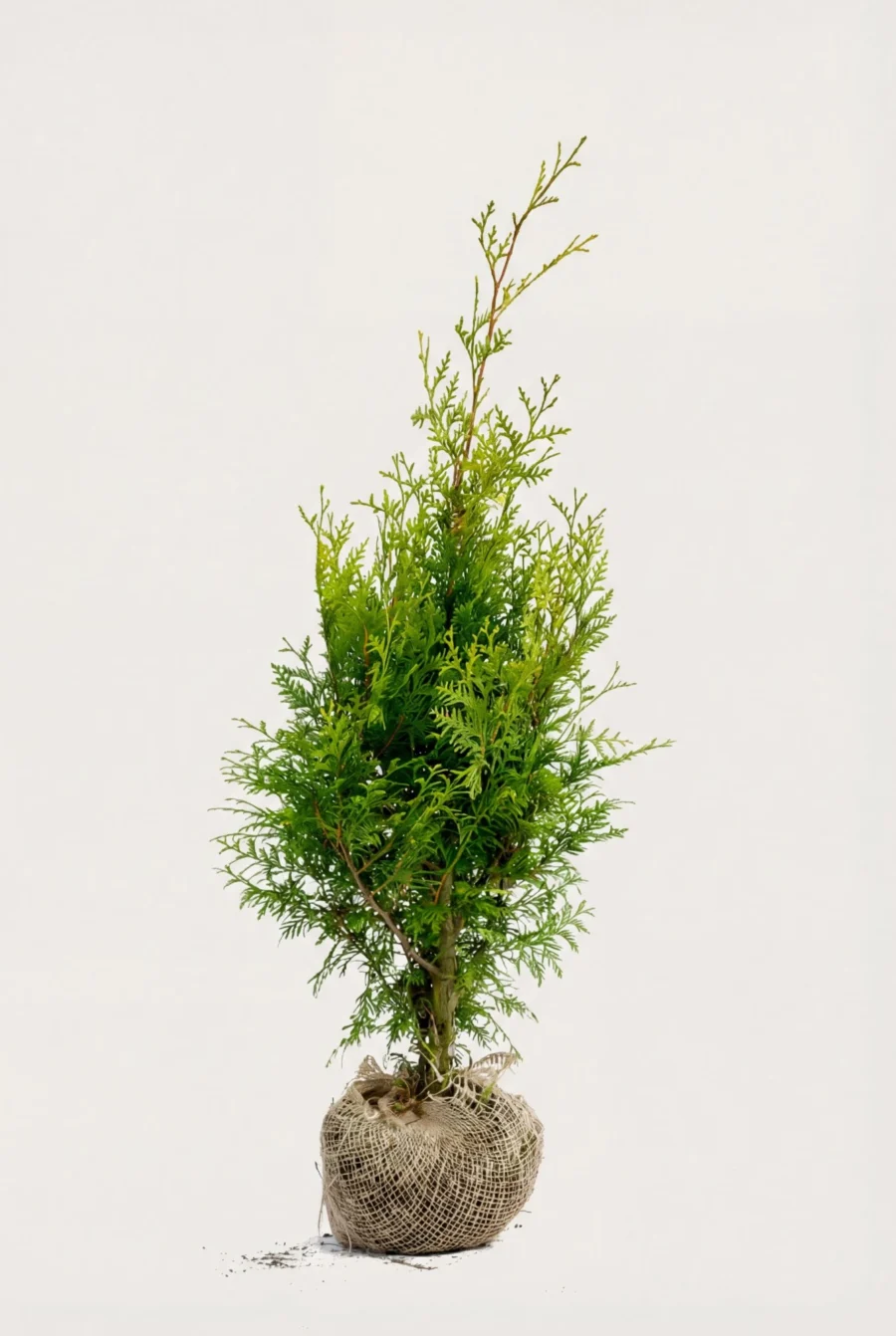 Thuja Brabant häck Budget Pack med rotklump 60-100cm - Ger omedelbar insynsskydd