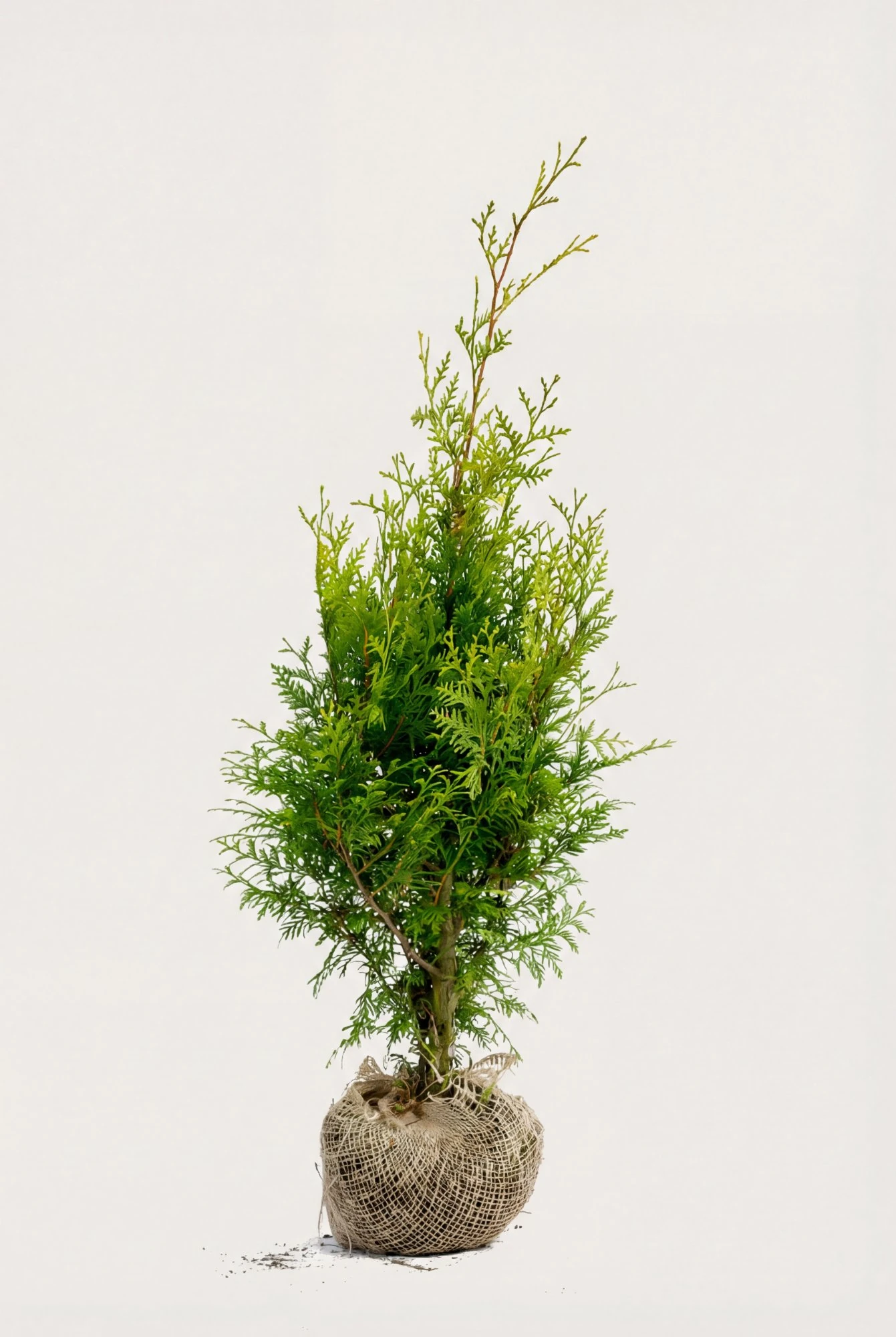 Thuja Brabant häck Budget Pack med rotklump 60-100cm - Ger omedelbar insynsskydd