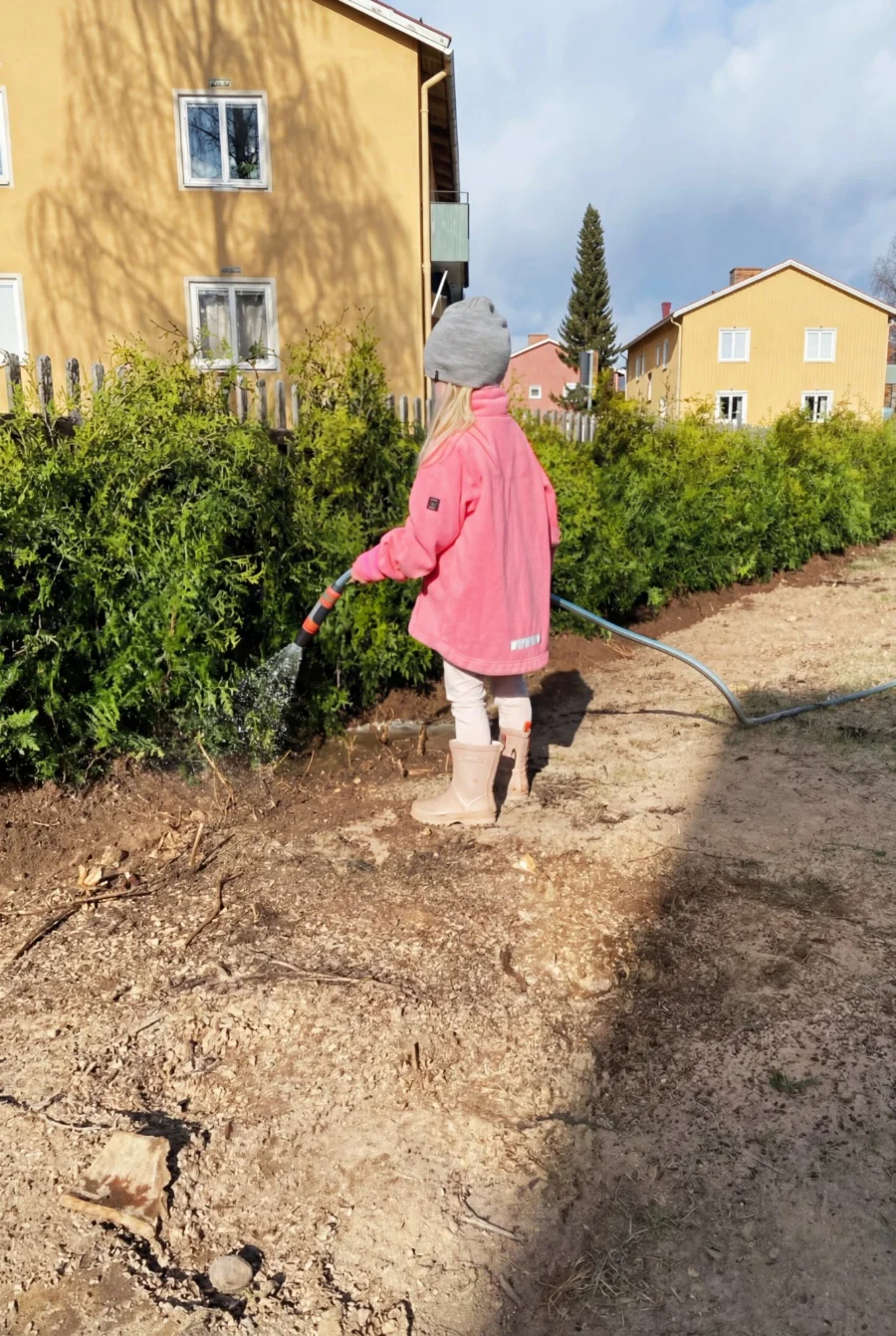 Thuja Brabant Kruka 100-140cm Genius Pack - Bild 3