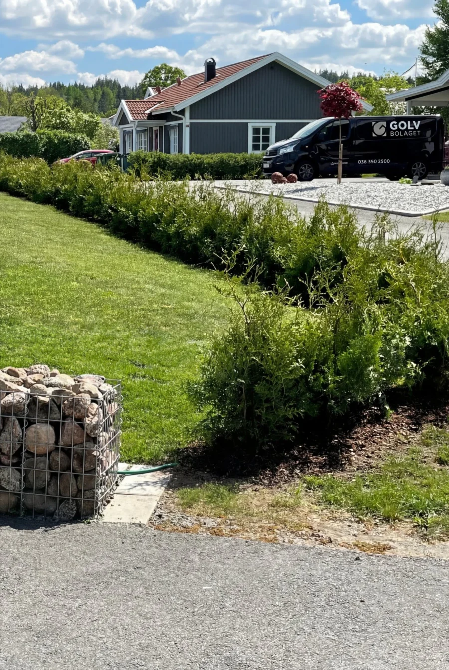 Thuja Brabant Kruka 60-100cm Genius Pack - Bild 3