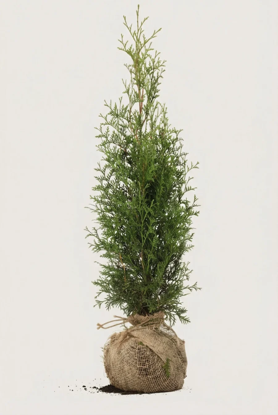 Thuja King of Brabant häck Budget Pack med rotklump 100-140cm - Ger omedelbar insynsskydd