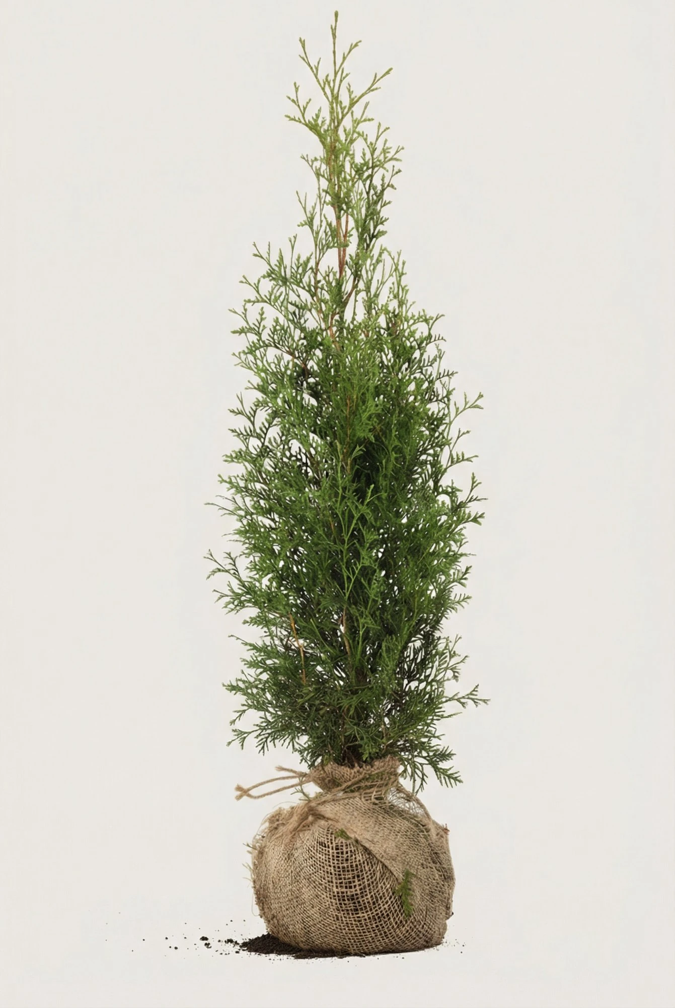 Thuja King of Brabant häck Budget Pack med rotklump 100-140cm - Ger omedelbar insynsskydd