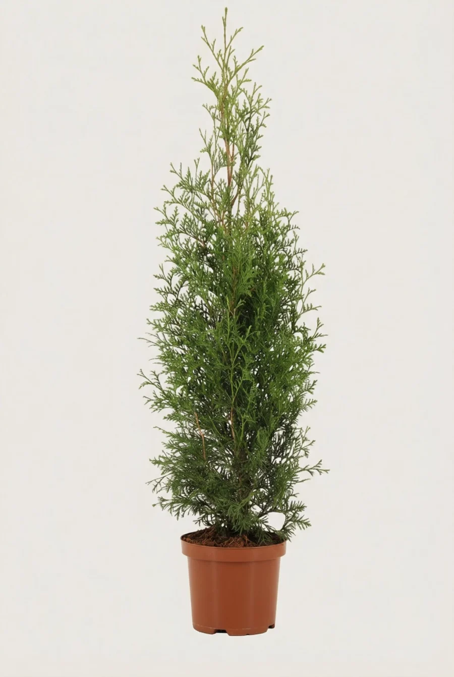 Thuja King of Brabant häck Budget Pack i kruka 100-140cm - Ger omedelbar insynsskydd