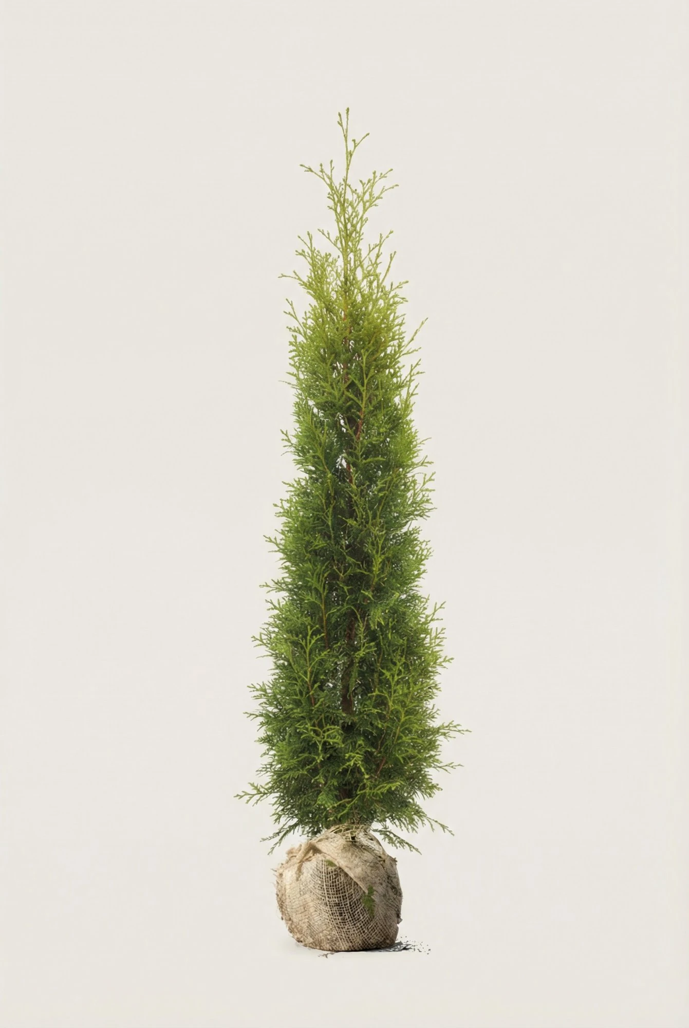 Thuja King of Brabant häck Budget Pack med rotklump 140-180cm - Ger omedelbar insynsskydd