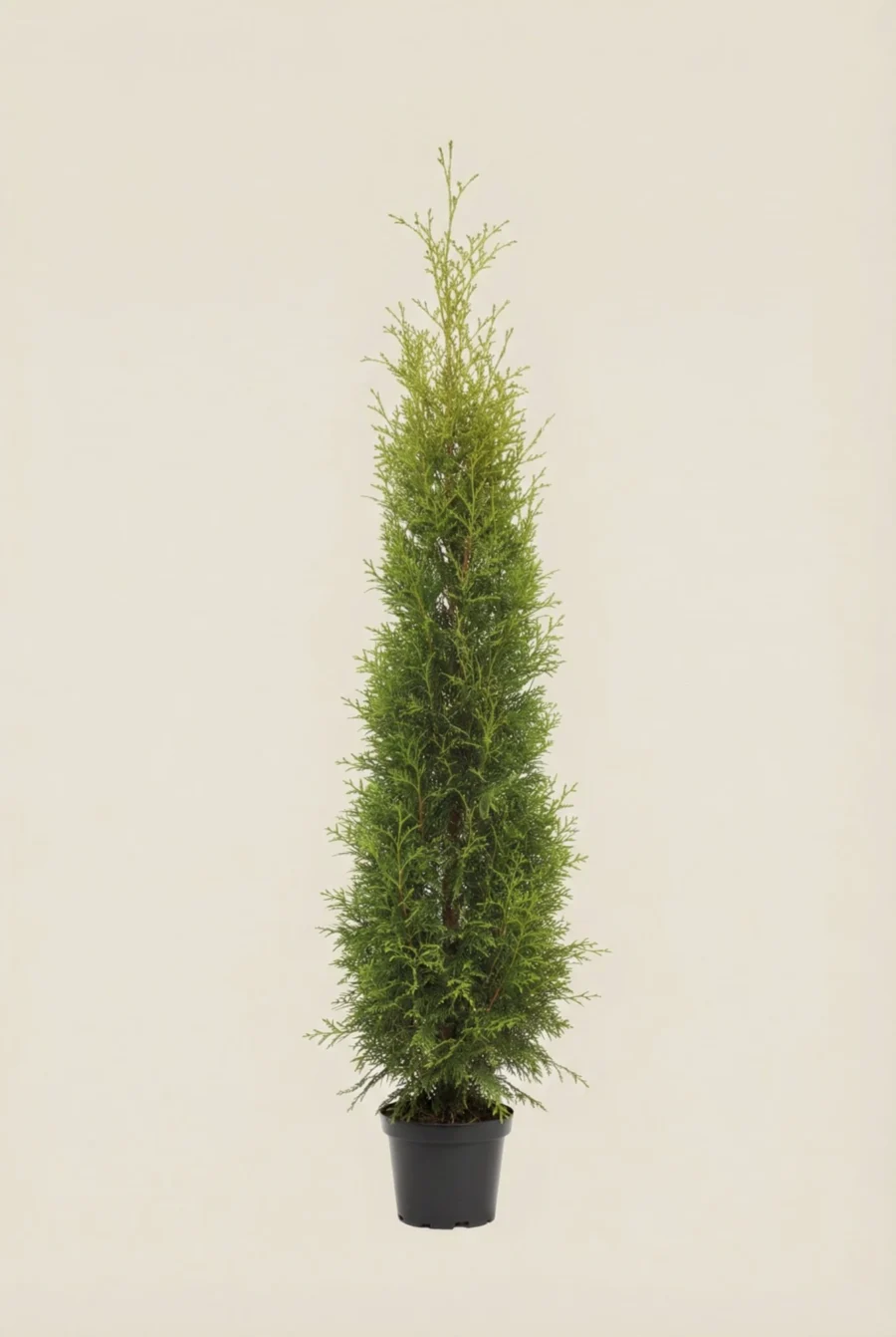 Thuja King of Brabant häck Budget Pack i kruka 140-180cm - Ger omedelbar insynsskydd