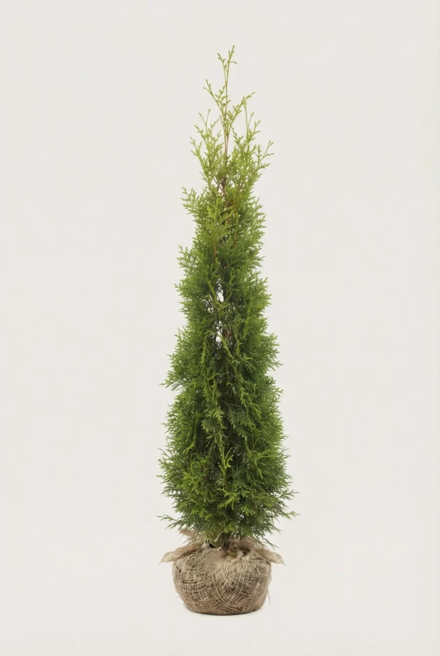 Thuja King of Brabant häck Budget Pack med rotklump 180-220cm - Ger omedelbar insynsskydd