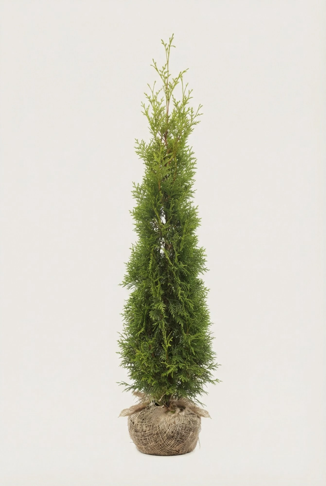 Thuja King of Brabant häck Budget Pack med rotklump 180-220cm - Ger omedelbar insynsskydd