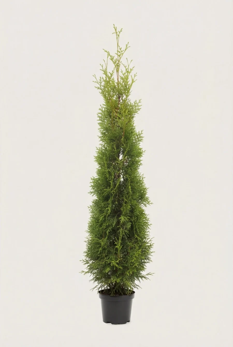 Thuja King of Brabant häck Budget Pack i kruka 180-220cm - Ger omedelbar insynsskydd