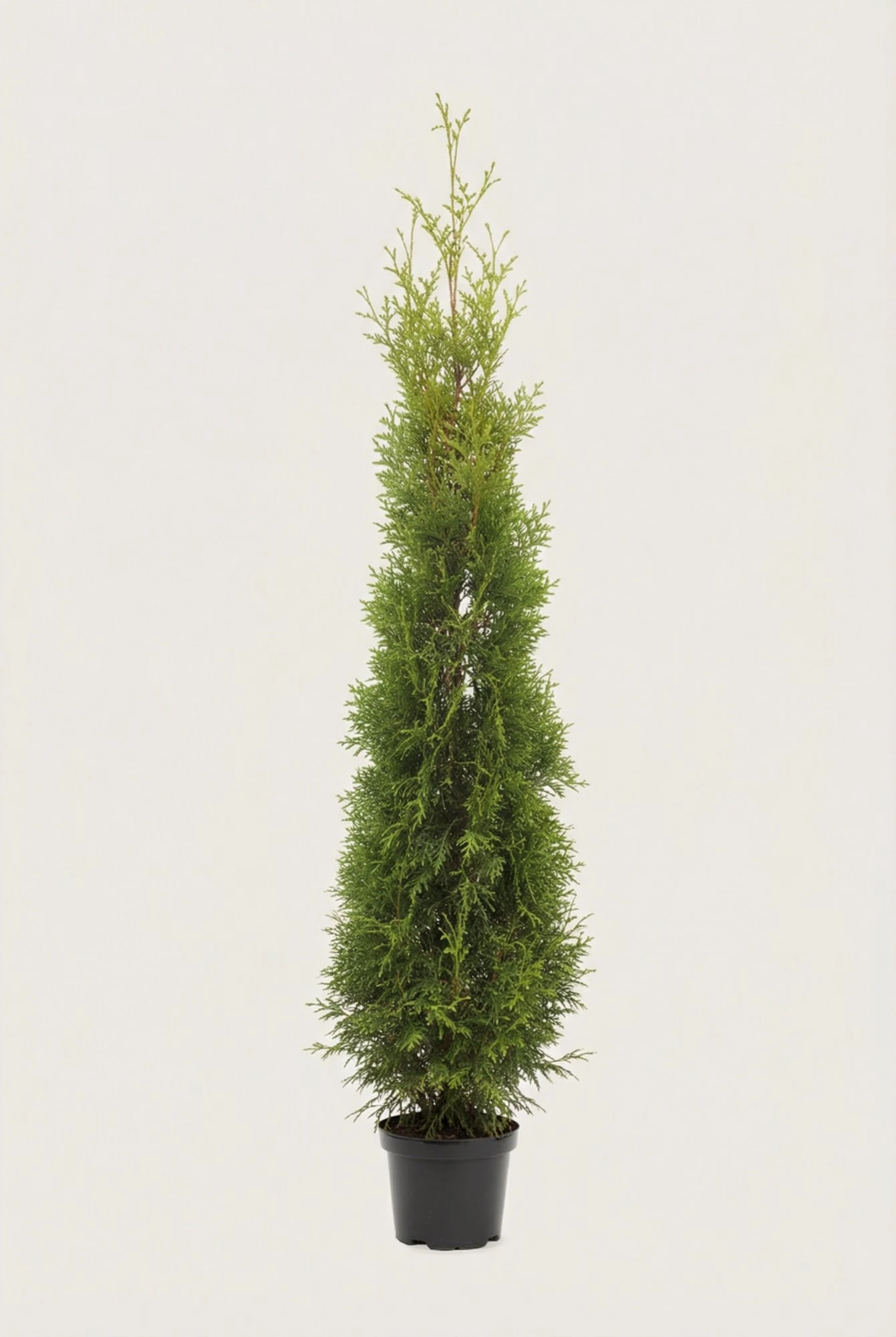 Thuja King of Brabant häck Budget Pack i kruka 180-220cm - Ger omedelbar insynsskydd