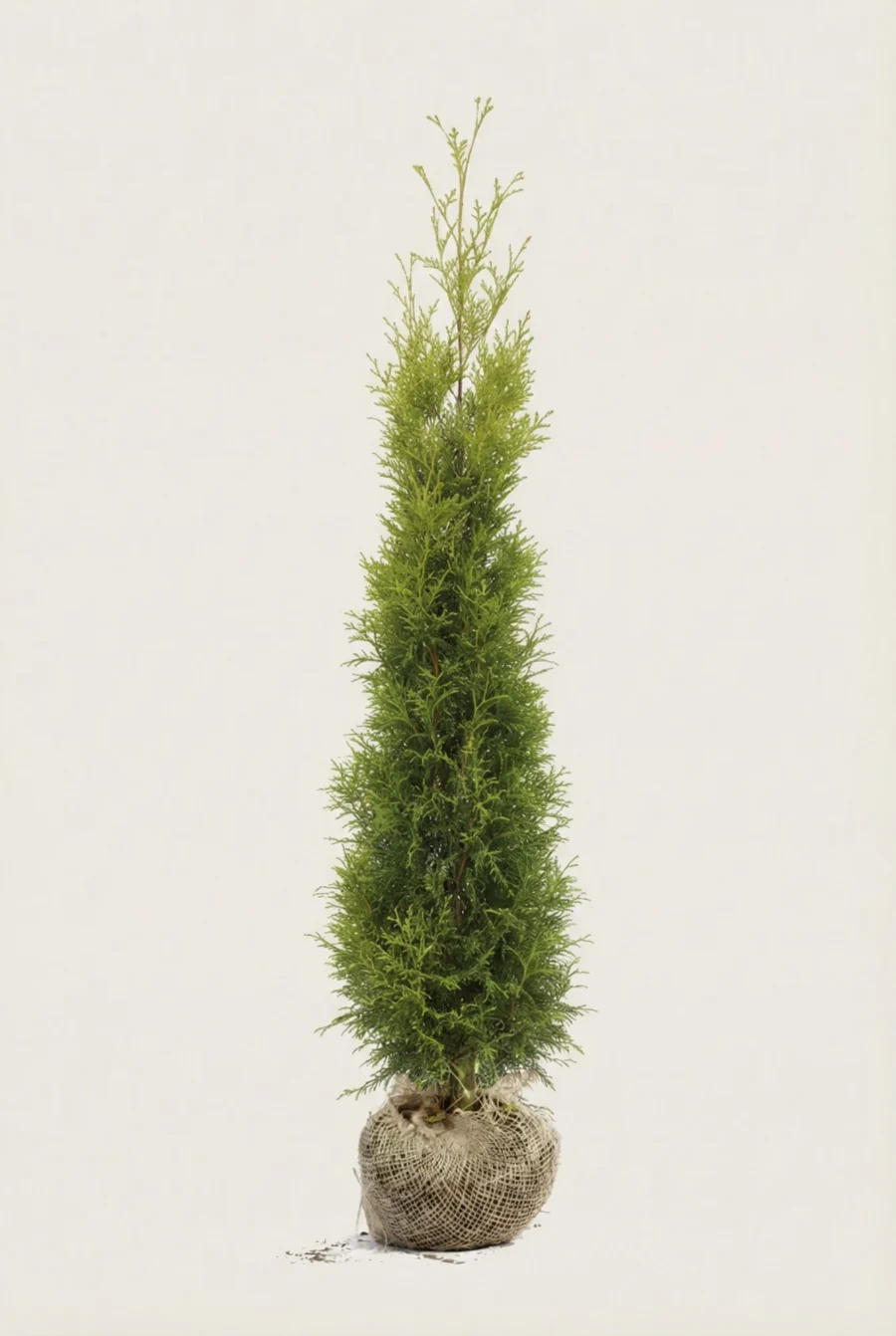 Thuja King of Brabant häck Budget Pack med rotklump 220-260cm - Ger omedelbar insynsskydd