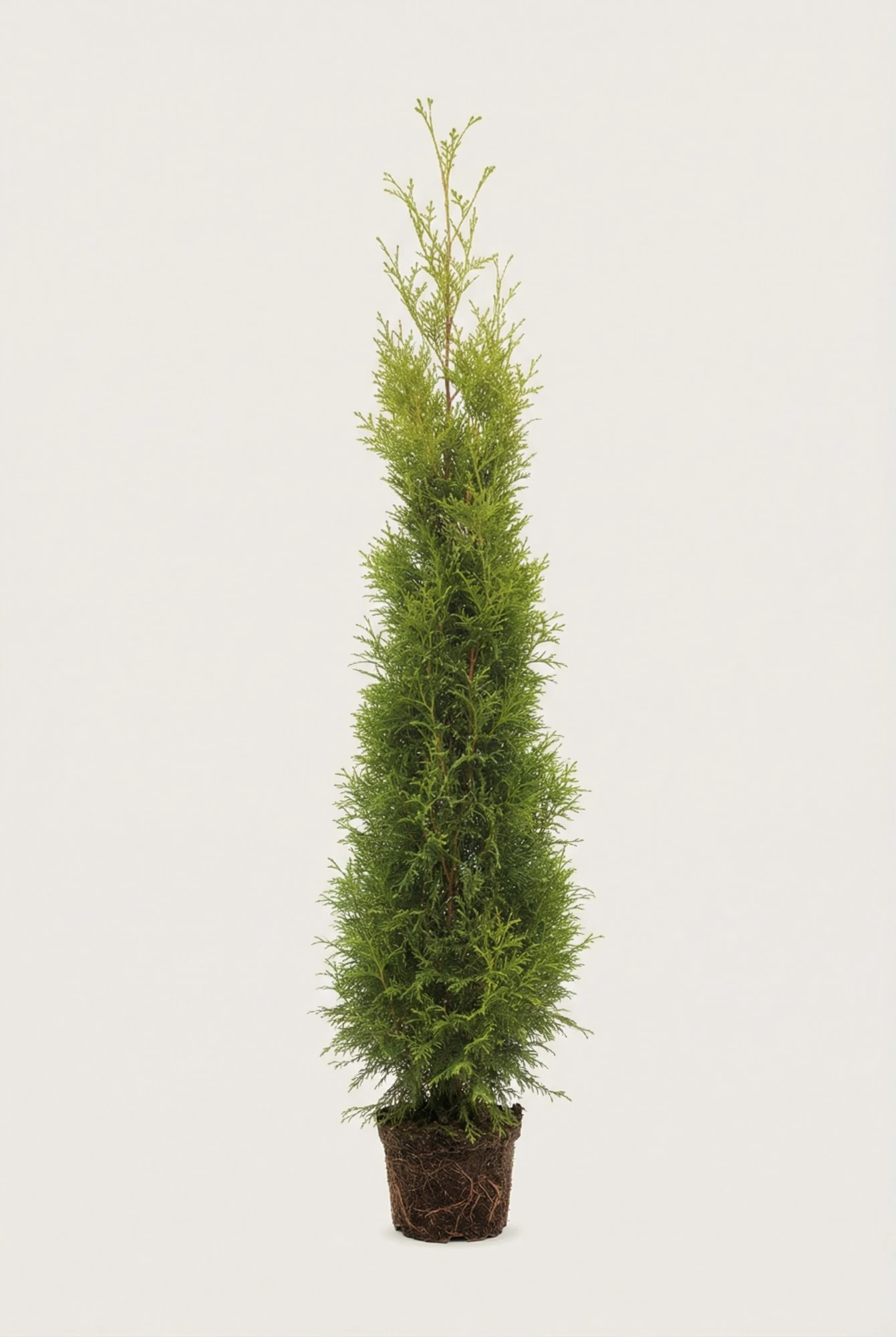 Thuja King of Brabant häck Budget Pack i kruka 220-260cm - Ger omedelbar insynsskydd
